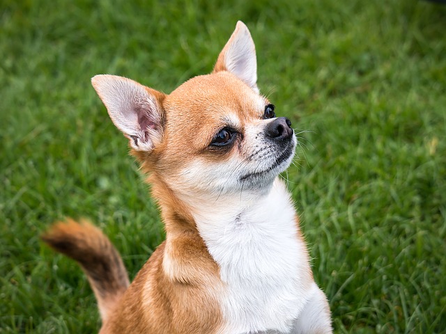 Chihuahua pies