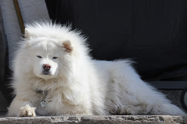 12 ras psów, które mają tylko białe umaszczenie