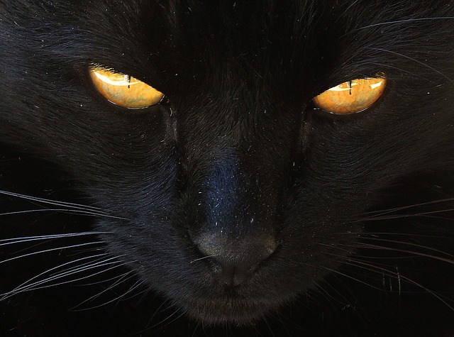 5 fascynujących faktów o czarnych kotach