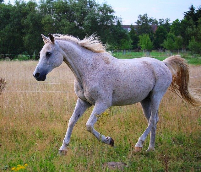 10 Najpopularniejszych ras koni