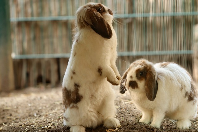 Język ciała i zachowanie królika
