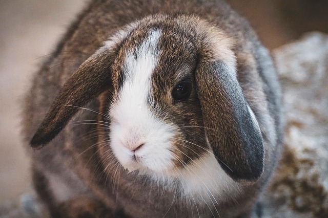 Dowiedz się więcej o różnych gatunkach królików z długimi uszami