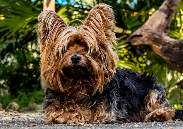 10 Najlepszych małych ras psów dla ograniczonej przestrzeni