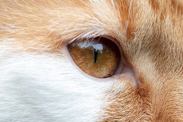 Co możesz stwierdzić patrząc w oczy swojego kota?