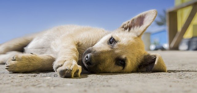 spiacy pies na dywanie