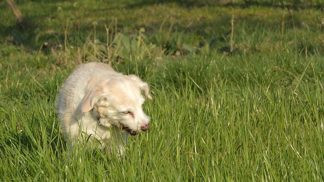pies w trawie