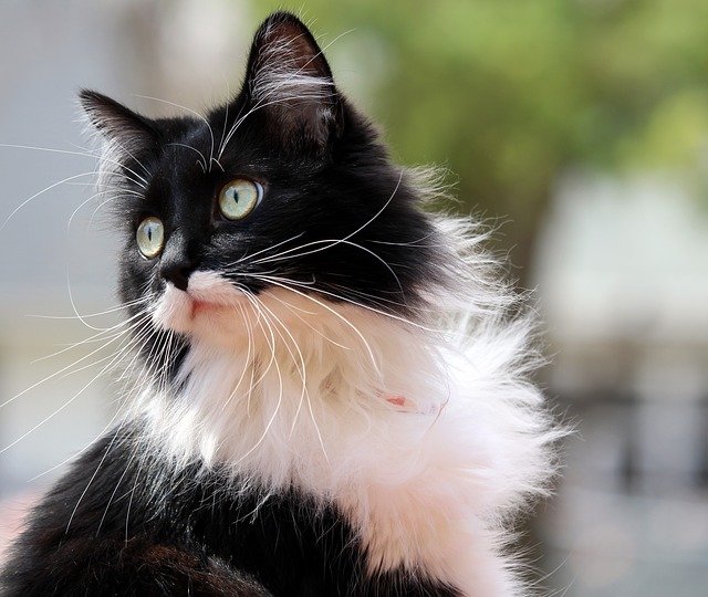 Czego należy się spodziewać po kotach tuxedo